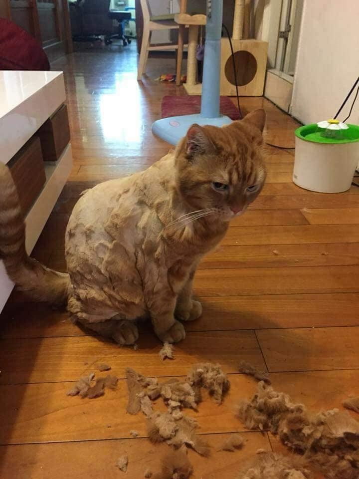 nhung con meo gay cuoi anh 4