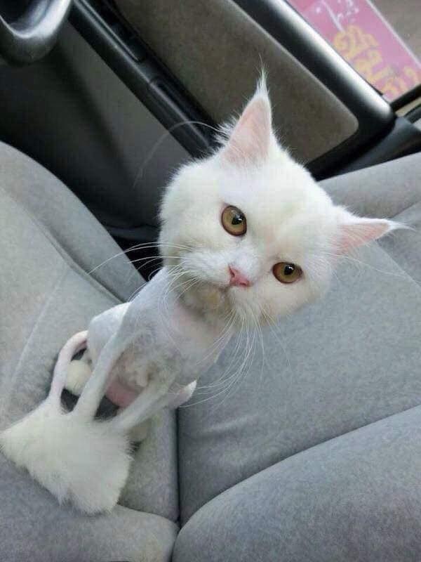 nhung con meo gay cuoi anh 5