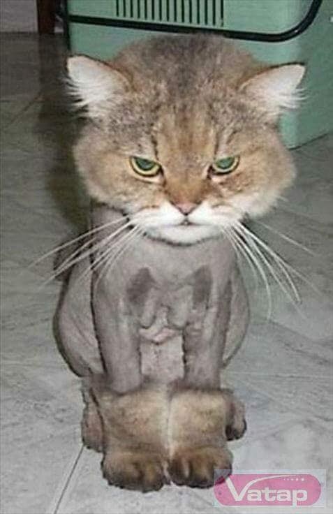 nhung con meo gay cuoi anh 6