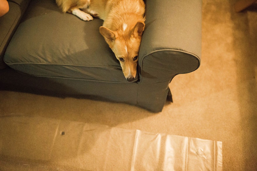 chu cho corgi luon ben canh ba bau anh 7