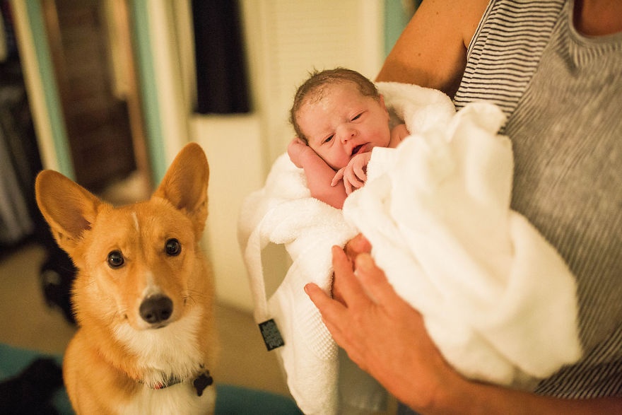Bo anh chu cho corgi luon o ben nguoi me trong hanh trinh sinh con hinh anh