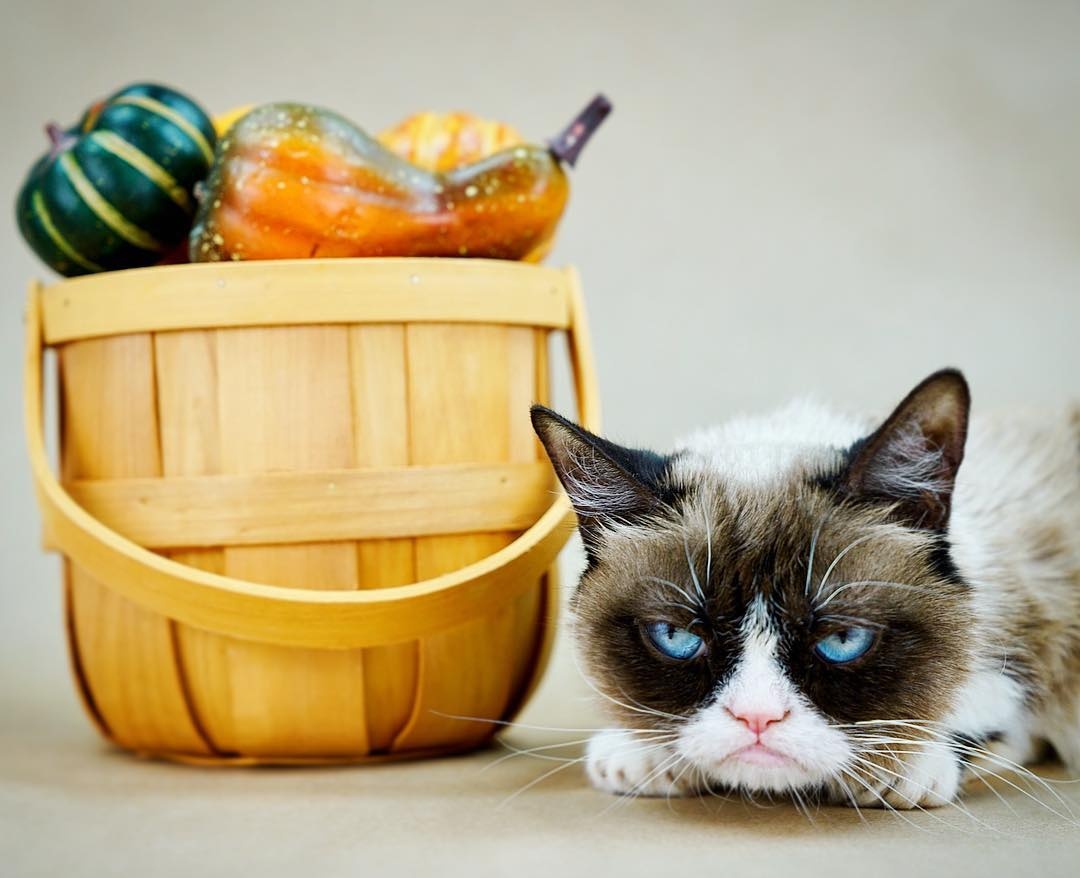 chu meo kiem nhieu tien nhat the gioi anh 1