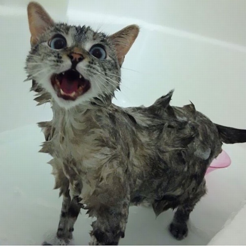 chu meo kiem nhieu tien nhat the gioi anh 6