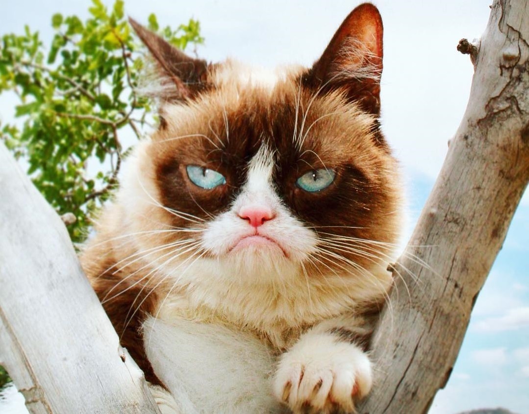 6 chu meo kiem nhieu tien nhat the gioi nho mang xa hoi hinh anh