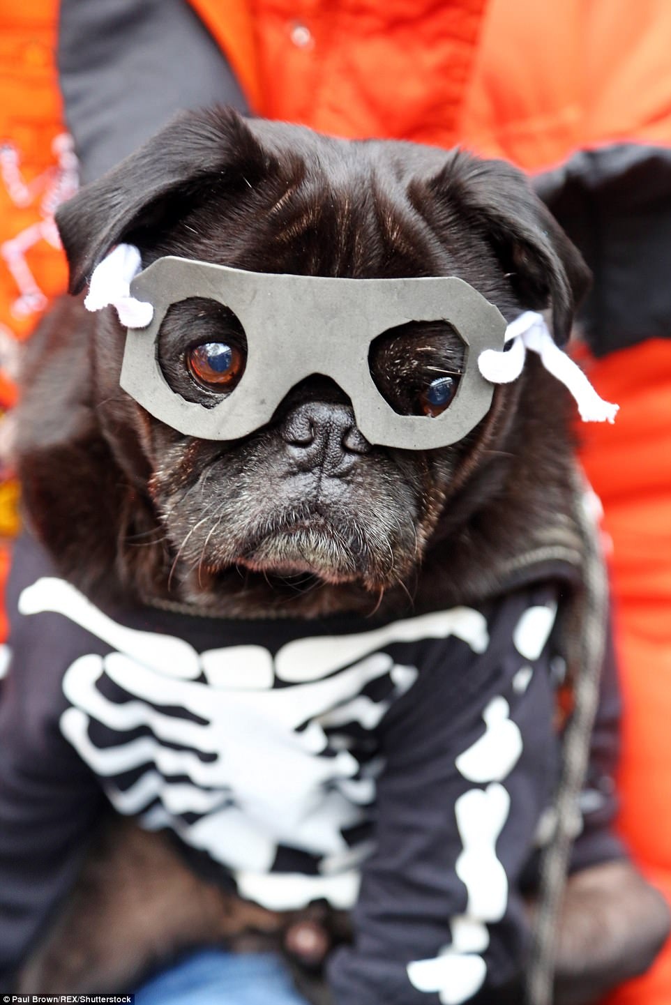 hoa trang halloween cho thu cung anh 12