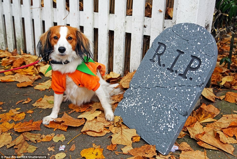 hoa trang halloween cho thu cung anh 18