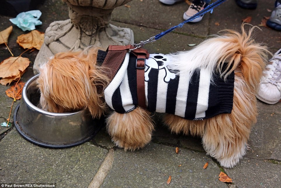 hoa trang halloween cho thu cung anh 22