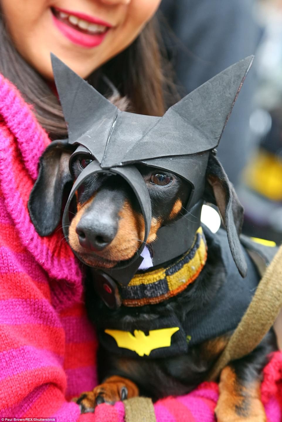 hoa trang halloween cho thu cung anh 21