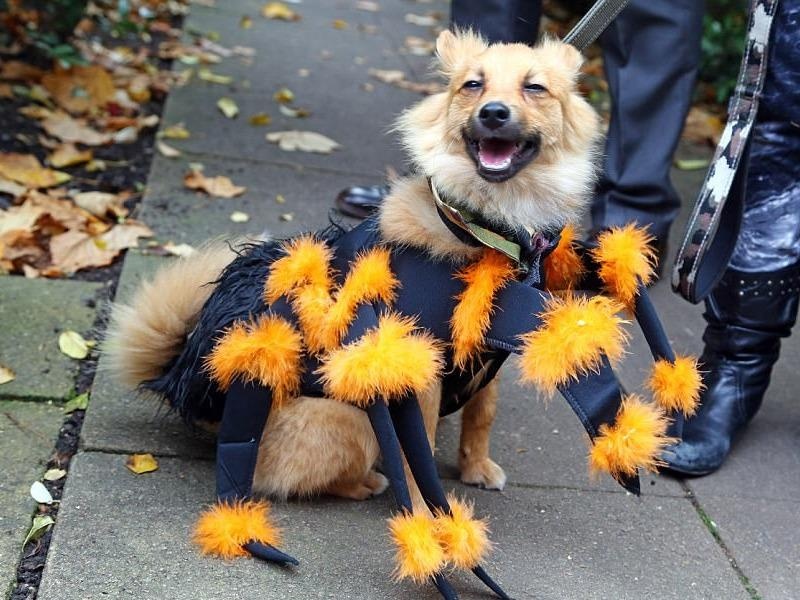 Nhung chu cho hoa trang Halloween 'chat hon ca chu' hinh anh