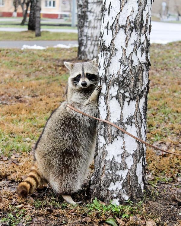 Chú gấu mèo nổi tiếng vì béo ú ảnh 9 Chu gau meo noi tieng vi beo u anh 9