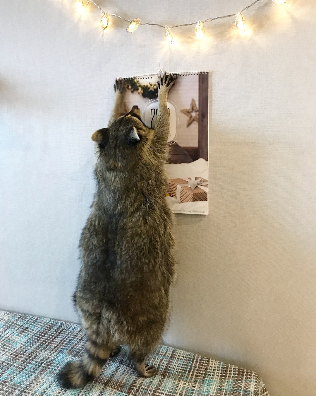 Chú gấu mèo nổi tiếng vì béo ú ảnh 10 Chu gau meo noi tieng vi beo u anh 10