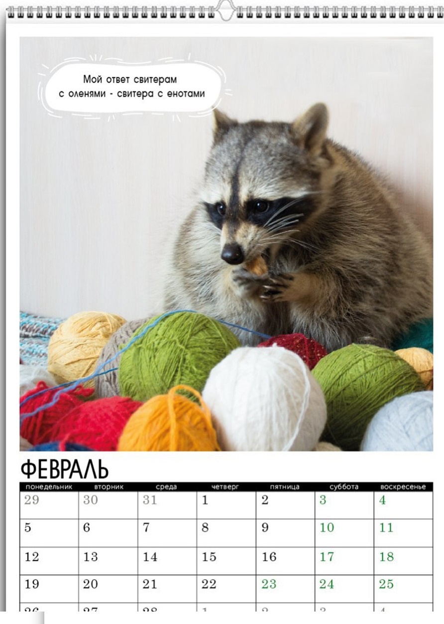 Chú gấu mèo nổi tiếng vì béo ú ảnh 3 Chu gau meo noi tieng vi beo u anh 3