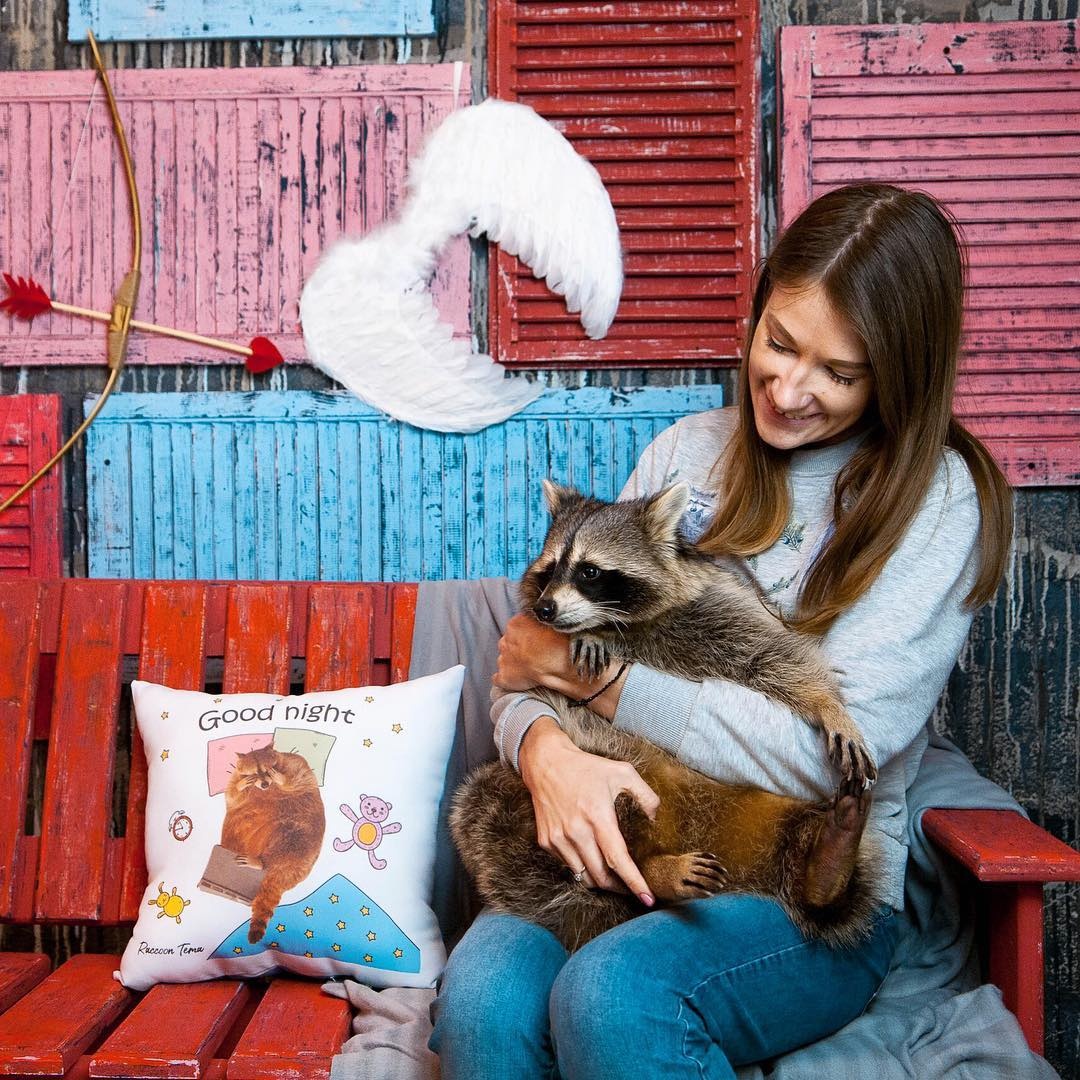 Chú gấu mèo nổi tiếng vì béo ú ảnh 4 Chu gau meo noi tieng vi beo u anh 4