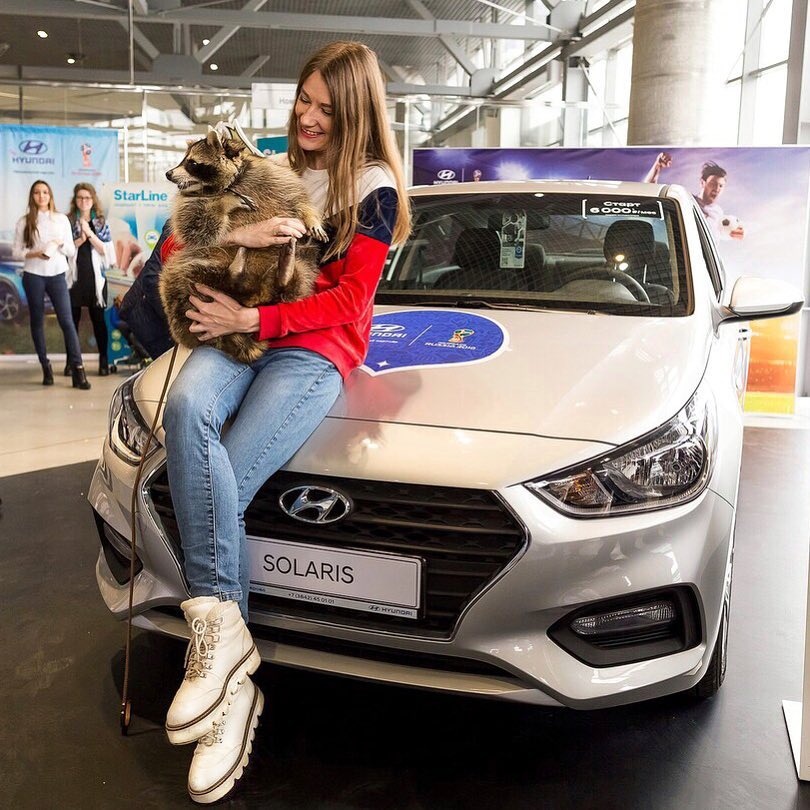 Chú gấu mèo nổi tiếng vì béo ú ảnh 6 Chu gau meo noi tieng vi beo u anh 6