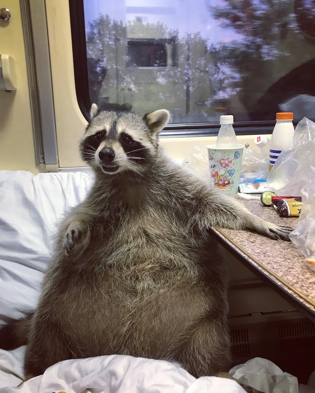 Chú gấu mèo nổi tiếng vì béo ú ảnh 2 Chu gau meo noi tieng vi beo u anh 2