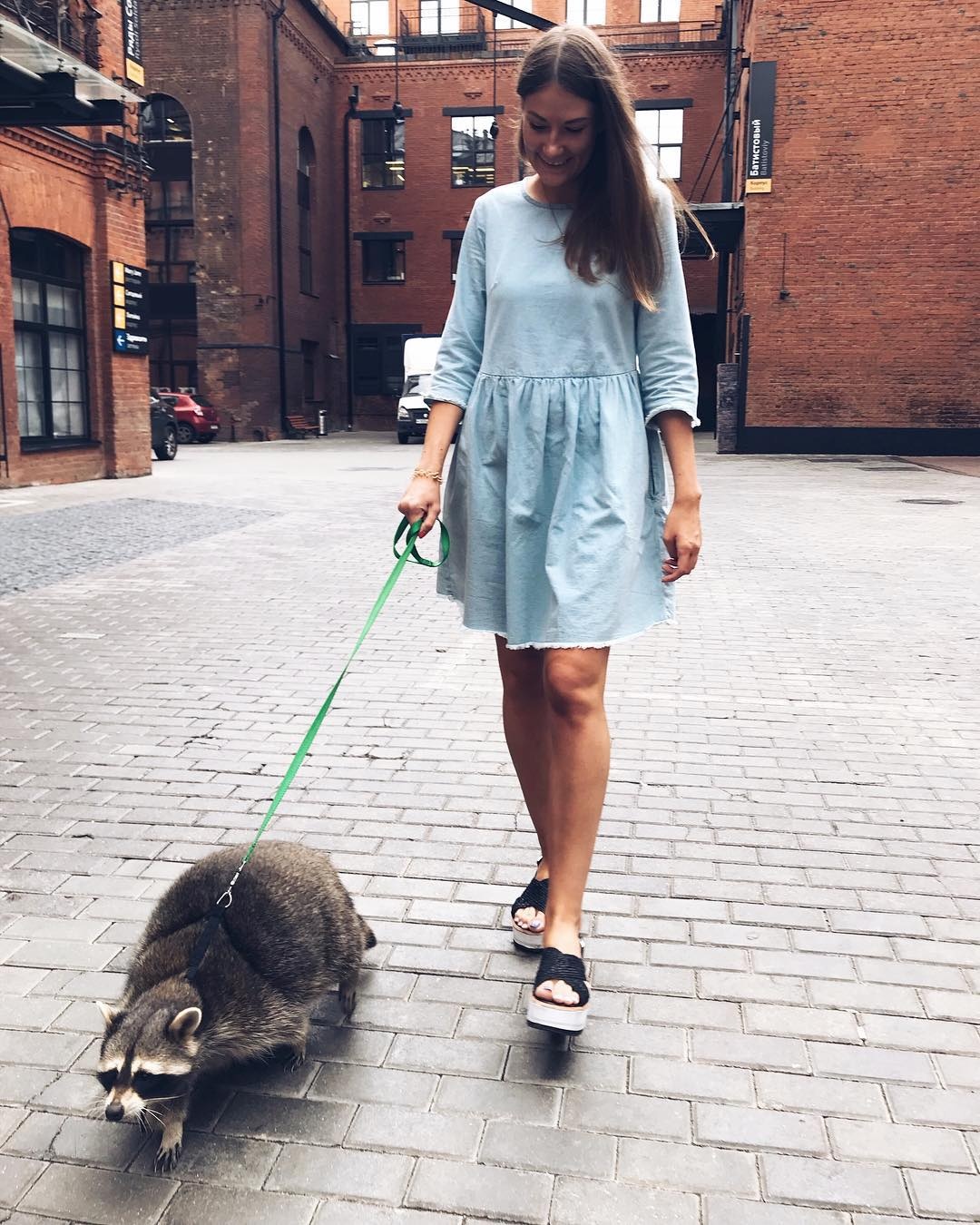 Chú gấu mèo nổi tiếng vì béo ú ảnh 12 Chu gau meo noi tieng vi beo u anh 12