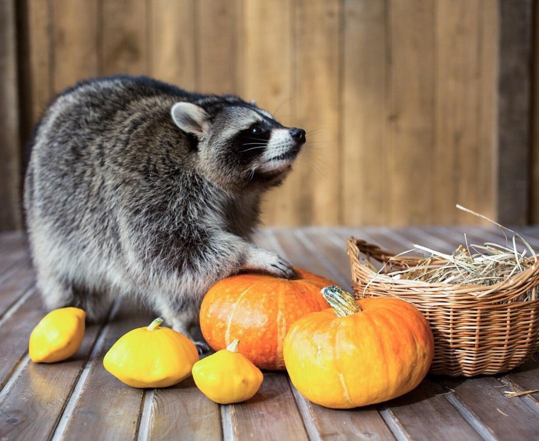 Chu gau meo Tema hut nhieu fan vi qua dang yeu hinh anh