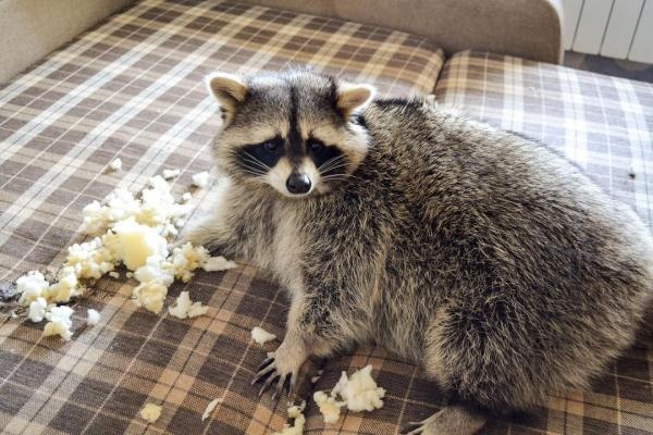 Chú gấu mèo nổi tiếng vì béo ú ảnh 1 Chu gau meo noi tieng vi beo u anh 1