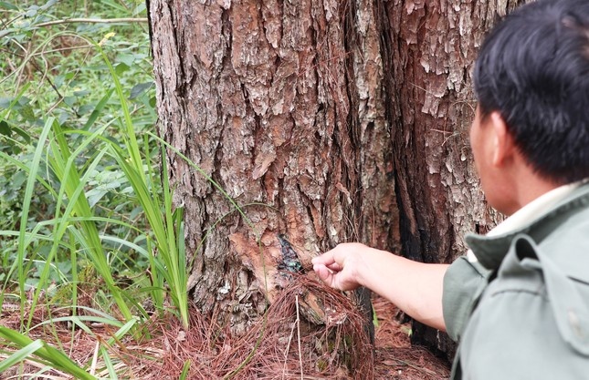 cay thong bi dau doc anh 2