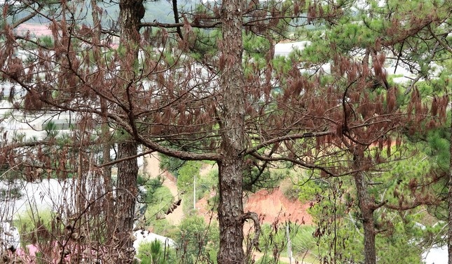 cay thong bi dau doc anh 3