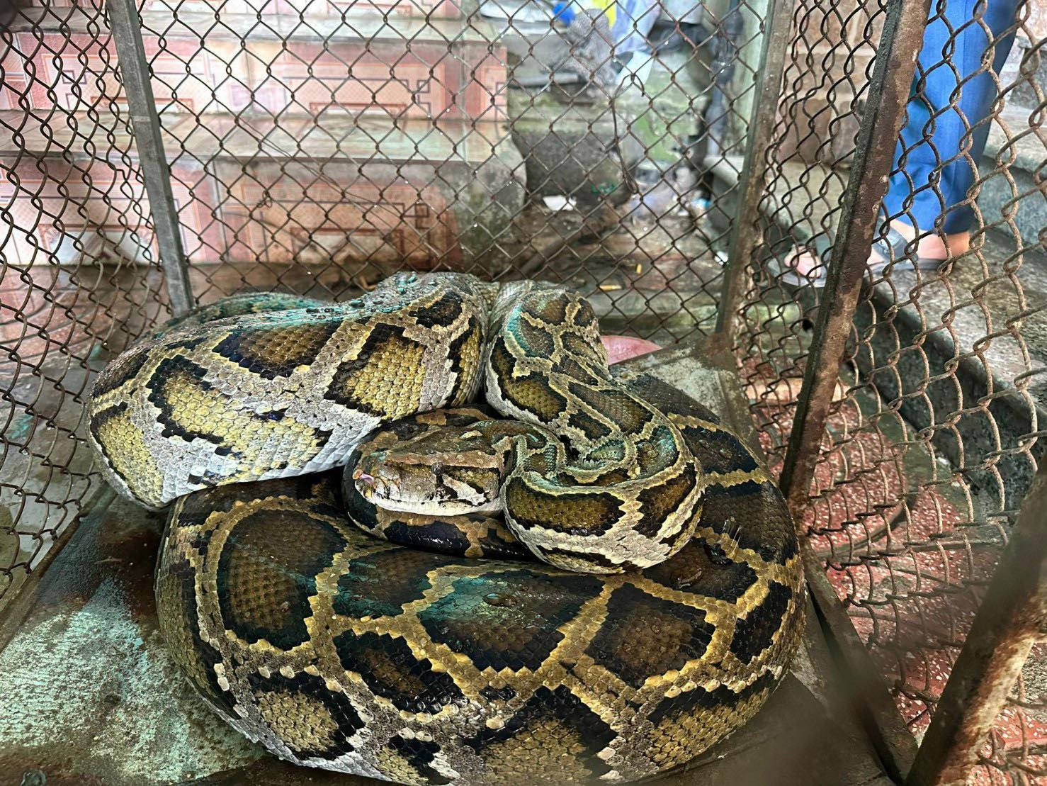 Tran quy hiem nang 32 kg bo vao nha dan hinh anh