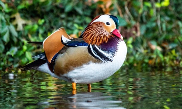 Vit uyen uong yeu thich cua dan New York tai xuat sau khi mat tich hinh anh