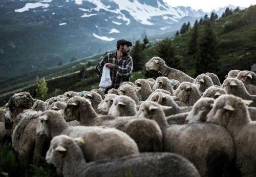 Loai soi rinh rap cuoc song nguoi chan cuu tren day nui Alps hinh anh