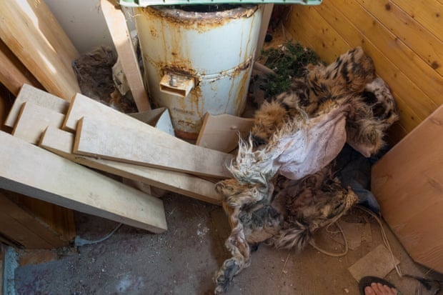 buon ban dong vat hoang da o chau Au anh 2