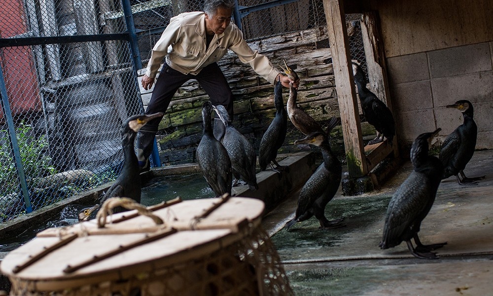 nghe danh ca bang chim coc Nhat Ban anh 8