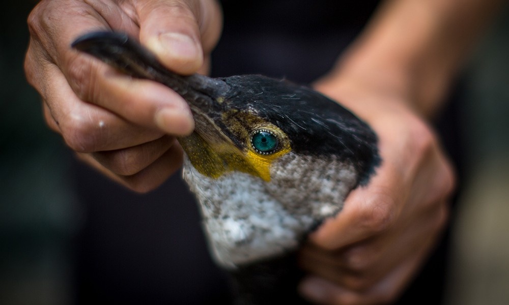 nghe danh ca bang chim coc Nhat Ban anh 7