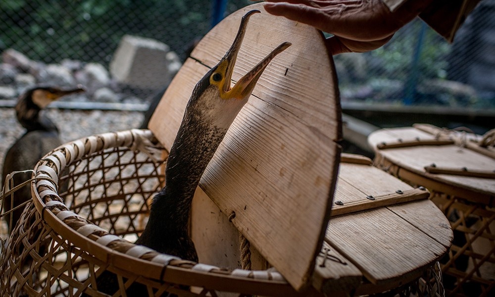 nghe danh ca bang chim coc Nhat Ban anh 6