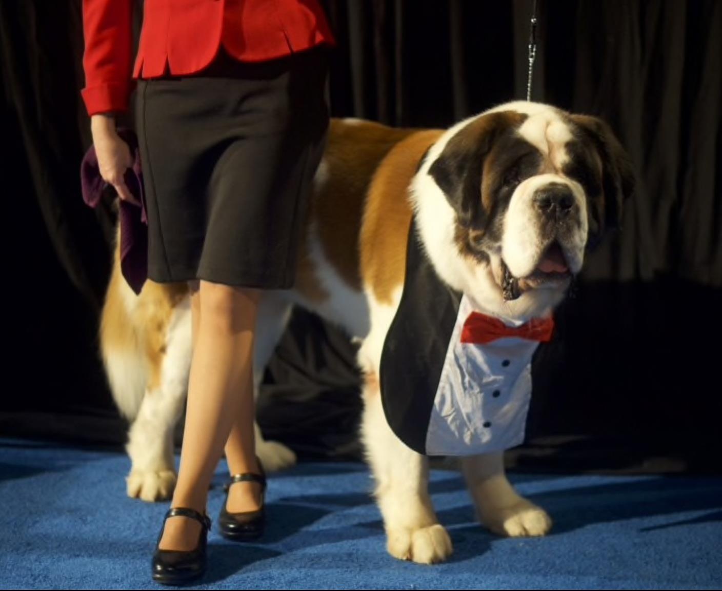 Cuoc thi danh cho cho tai My - su kien de thuong nhat dip le Ta on hinh anh