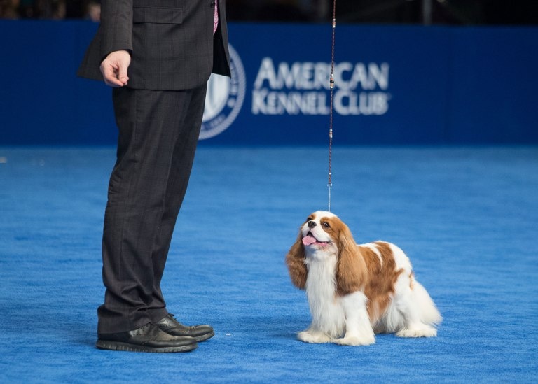 le hoi cho quoc gia cua My anh 1