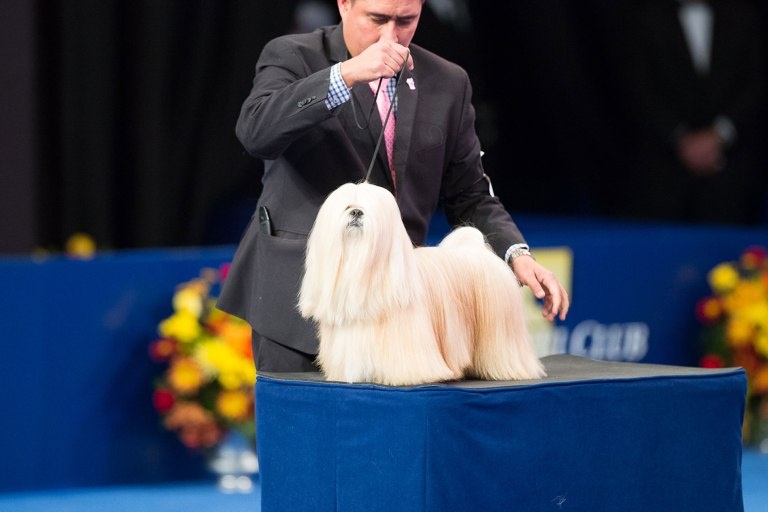 le hoi cho quoc gia cua My anh 8