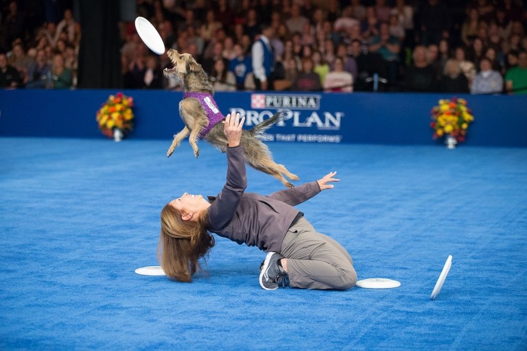 le hoi cho quoc gia cua My anh 11