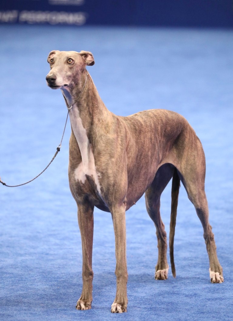 le hoi cho quoc gia cua My anh 10