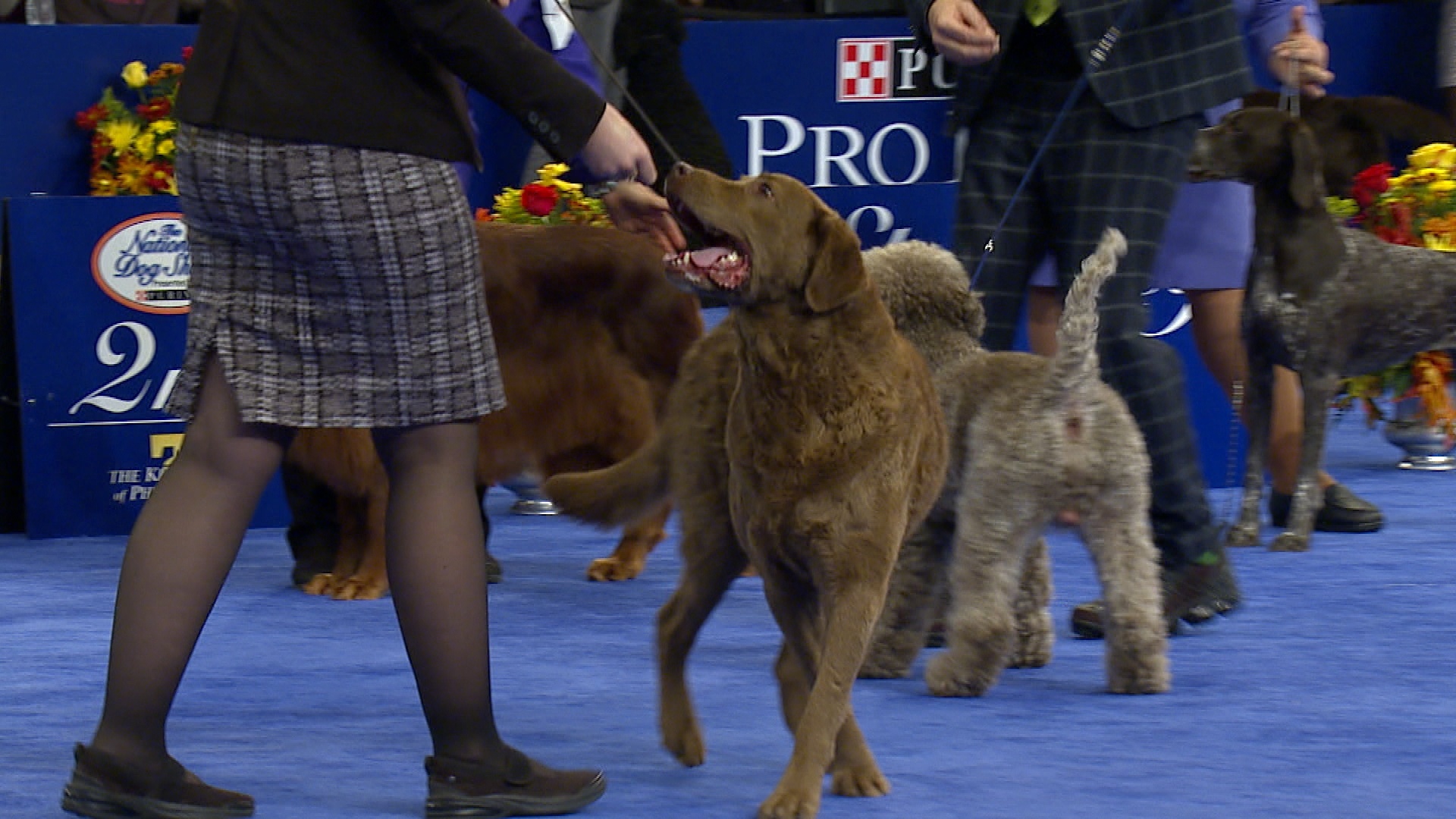 le hoi cho quoc gia cua My anh 3