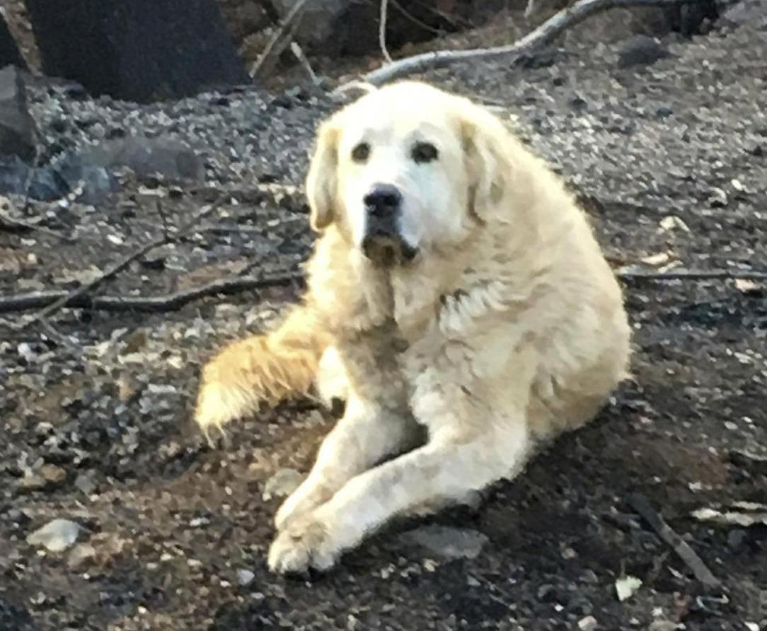 Song sot sau vu chay, chu cho o California van ve ngoi nha do cho chu hinh anh