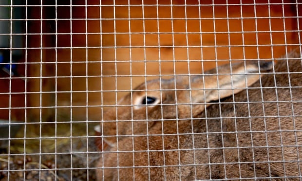 Hang loat tho bi giet gay soc cho dan lang tai Phap hinh anh