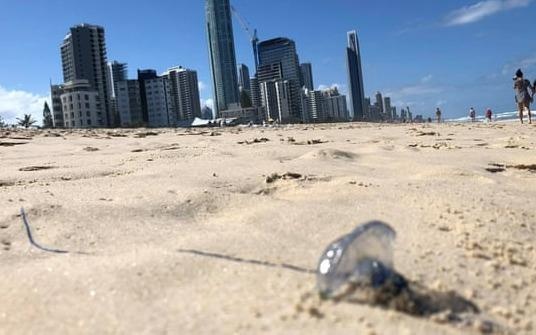 5.000 du khach bi sua dot o bo bien Australia trong hai ngay hinh anh