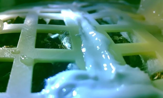 Mam cay dau tien tren Mat Trang chet vi nhiet do giam manh hinh anh