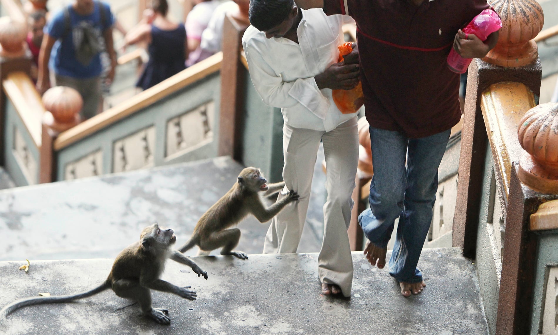 khi vao thanh pho tim thuc an o malaysia anh 1