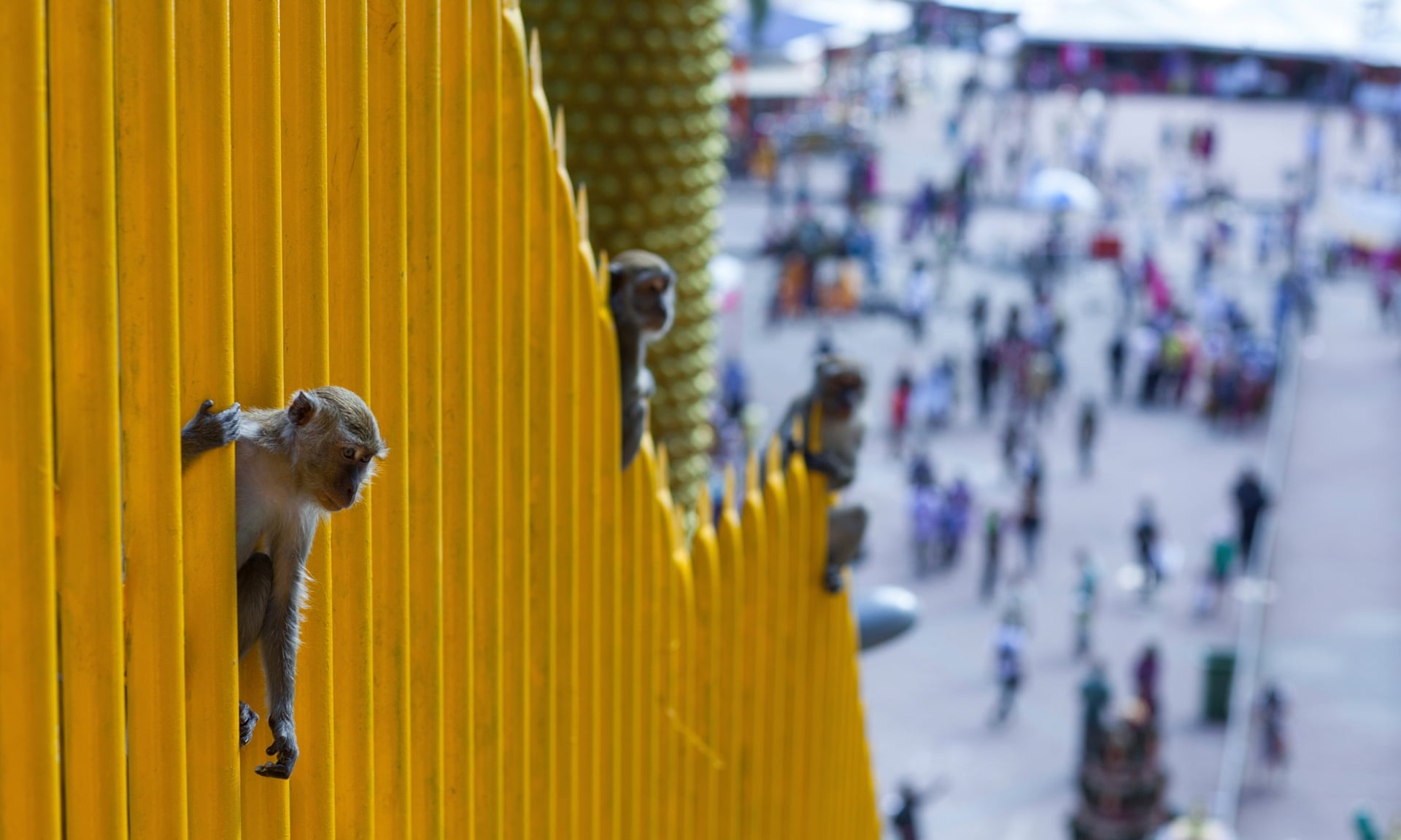 khi vao thanh pho tim thuc an o malaysia anh 5