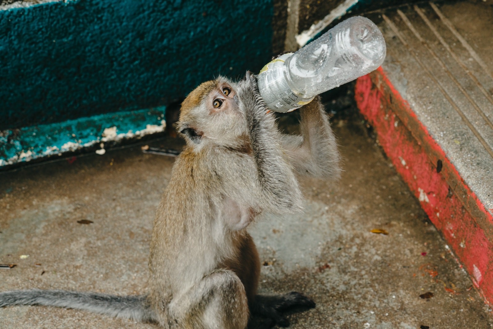 khi vao thanh pho tim thuc an o malaysia anh 9