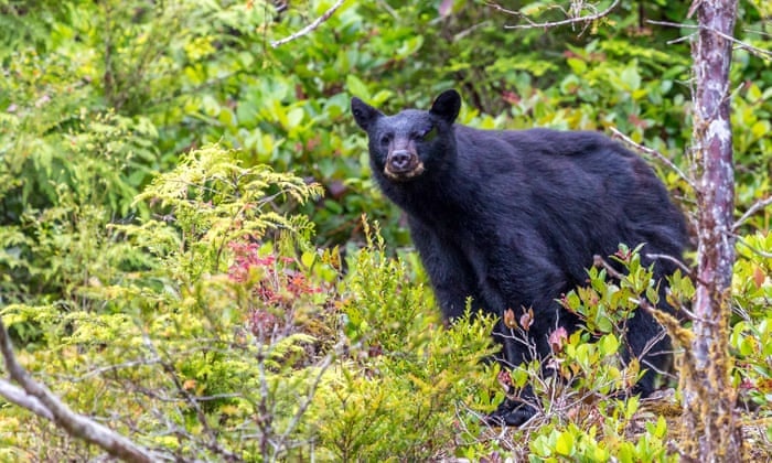 Chuyen cau be 3 tuoi duoc gau cham soc 'co the la tuong tuong' hinh anh