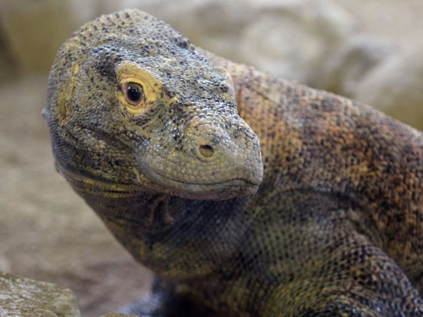 Rong Komodo truoc nguy co tuyet chung vi nganh du lich Indonesia hinh anh