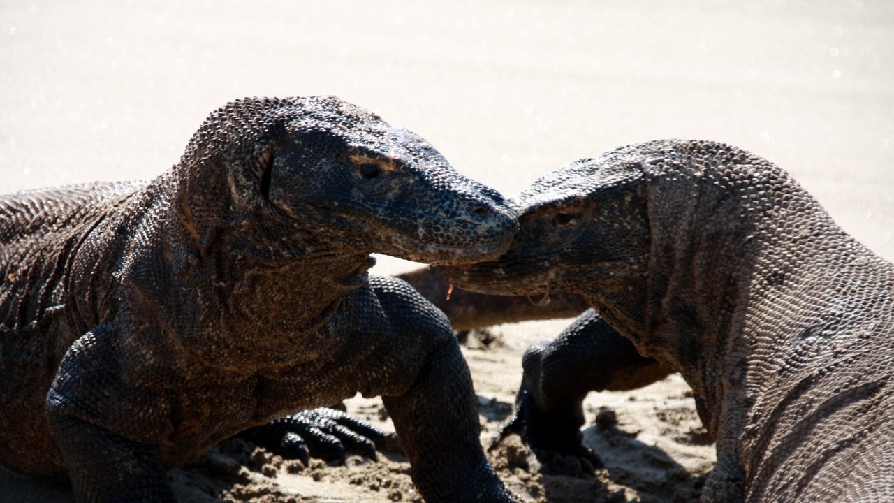 rong Komodo o Indonesia anh 1