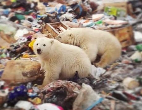 Quan dao Nga ban bo tinh trang khan cap vi gau Bac cuc tan cong hinh anh