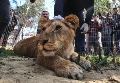 Vuon thu Gaza cho khach choi voi su tu bi cat mong vuot hinh anh