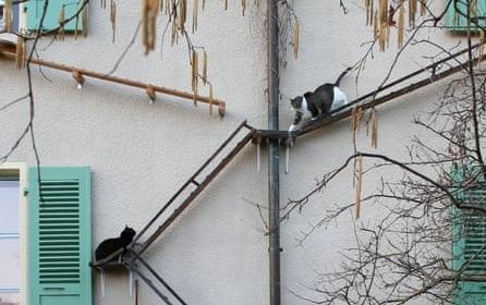 Meo co thang rieng de di lai tai thu do Thuy Si hinh anh